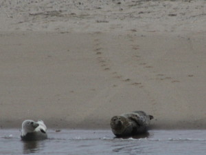 pup and adult harbor seal
