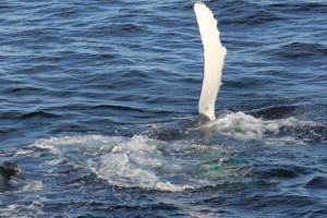 Flippering humpback