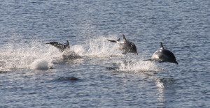 COMMON DOLPHINS