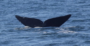 Right whale fluke