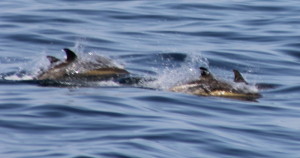COMMON DOLPHINS_4-25_D907_IMG_2144