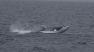 A breaching minke whale