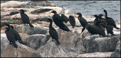 double_crested_cormorants