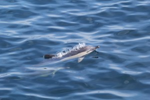 Common Dolphin_D10