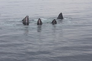 Open Mouths_Humpbacks_Dolphin8