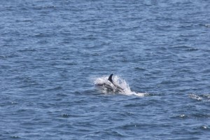 Atlantic White Sided Dolphin in Harbor_D8