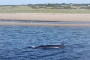 Fin whale_close to shore_D8