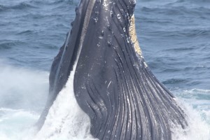 Humpback_lunge with pleats_D8