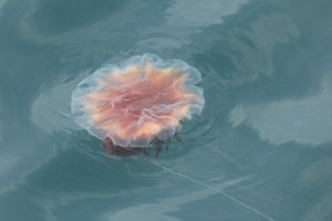 Jellyfish D8