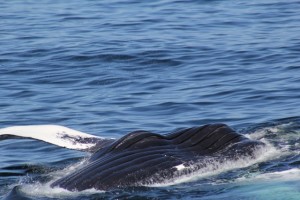 100_4451 humpback pleats D9