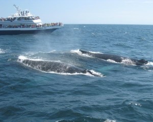 humpback-whale-4