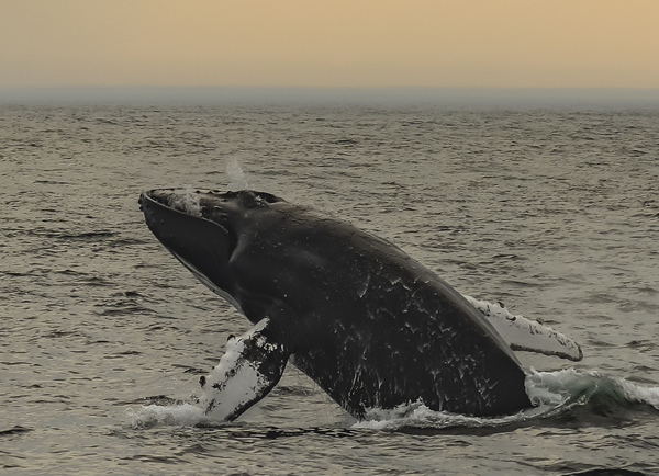 Sunset Whale Watch