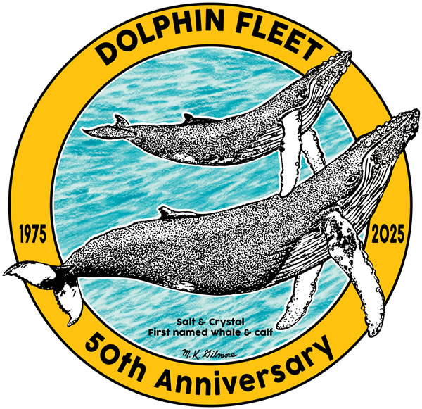 dolphin-fleet-50-years-whale-watching
