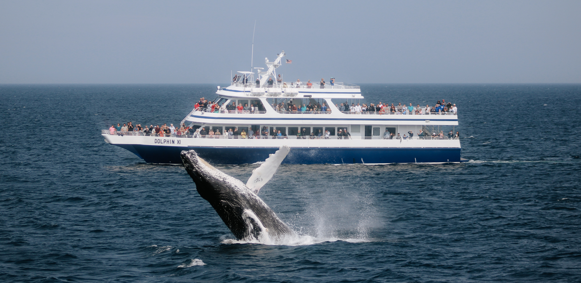 Cape Cod Whale Watch