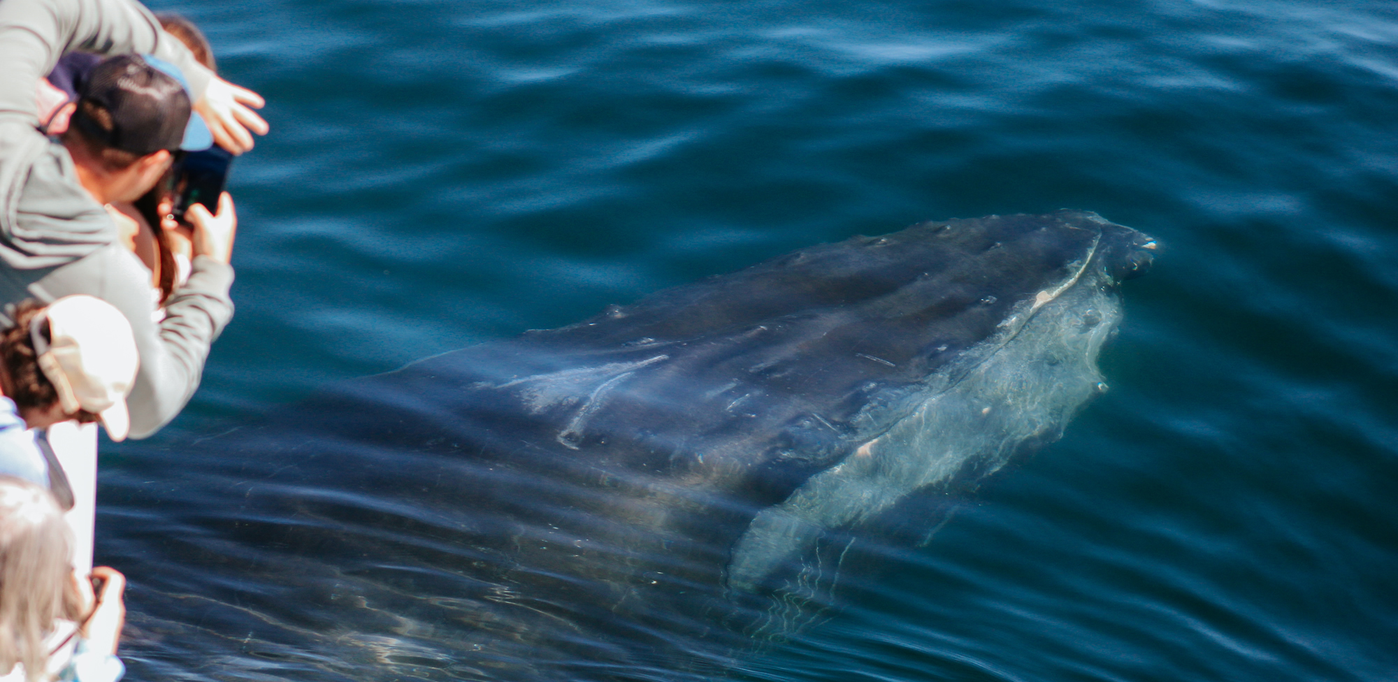 Cape Cod Whale Watch