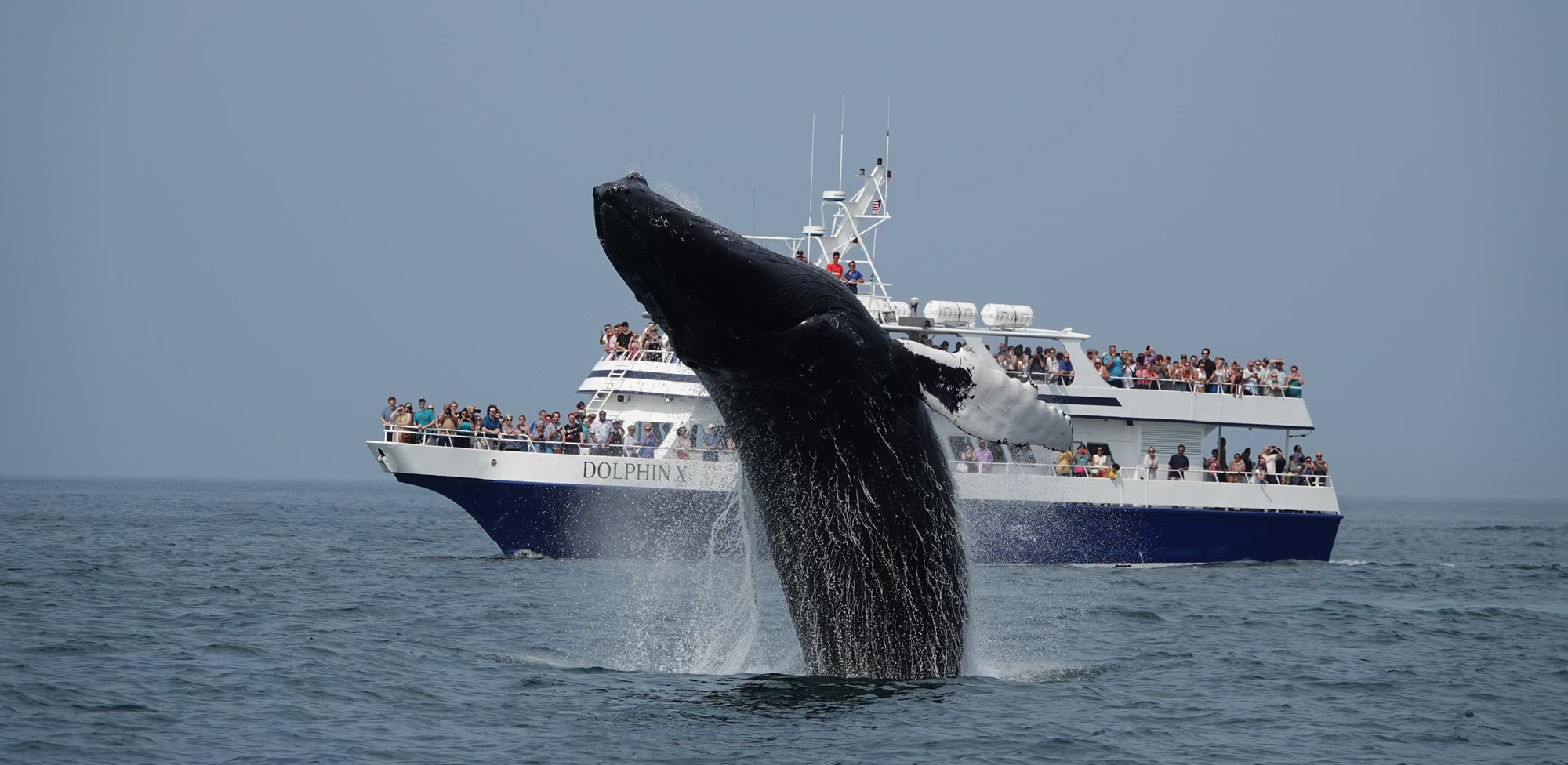Cape Cod Whale Watch