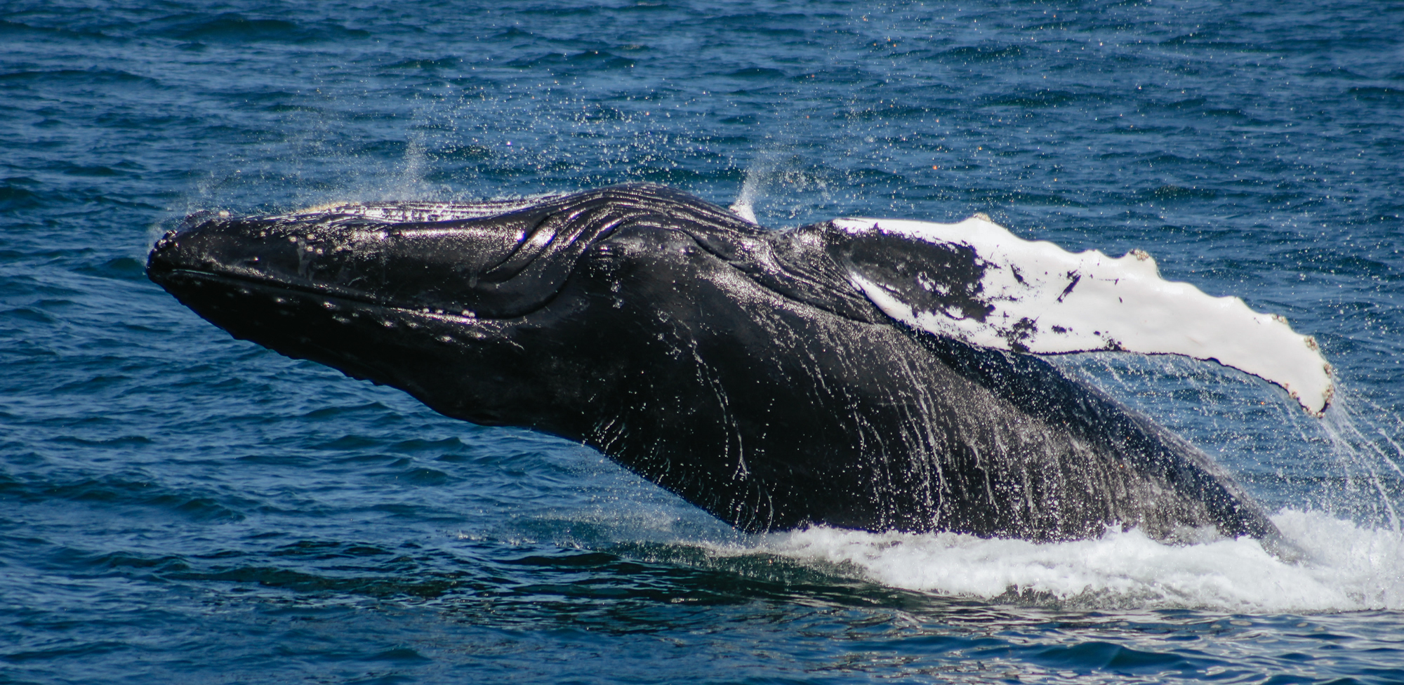Cape Cod Whale Watch