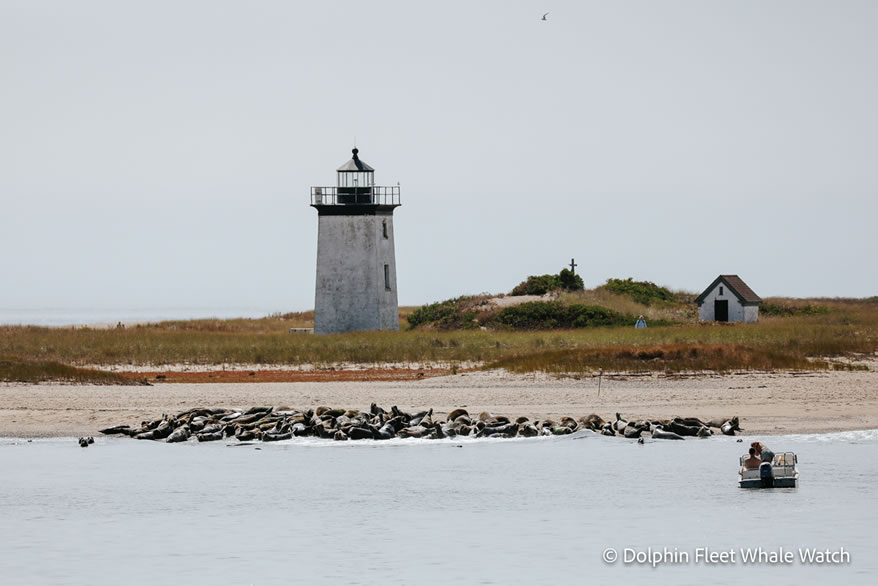 dolphin-fleet-harbor-cruise-provincetown