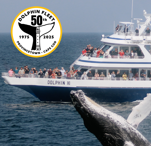 Whale Watch