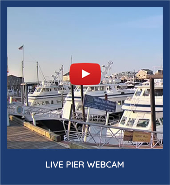 Live Dolphin Fleet Pier
