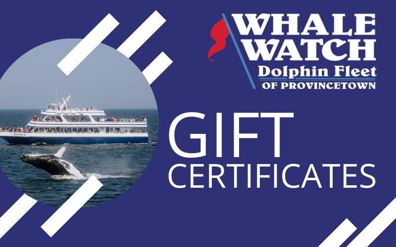 Whale Watch Gift Certificates