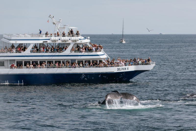 whale-watch-cape-cod-ptown-fall