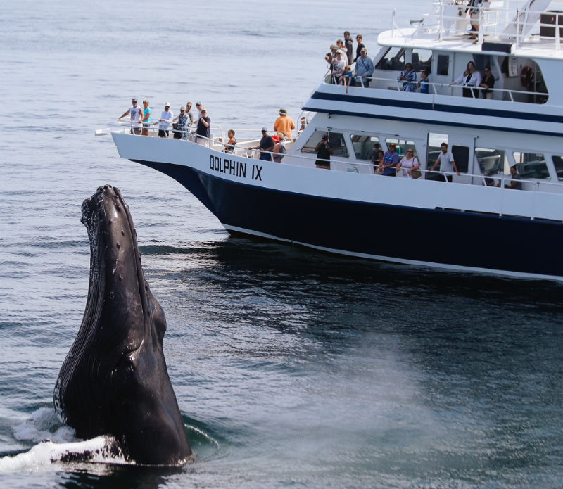 whale-watch-cape-cod-ptown-summer