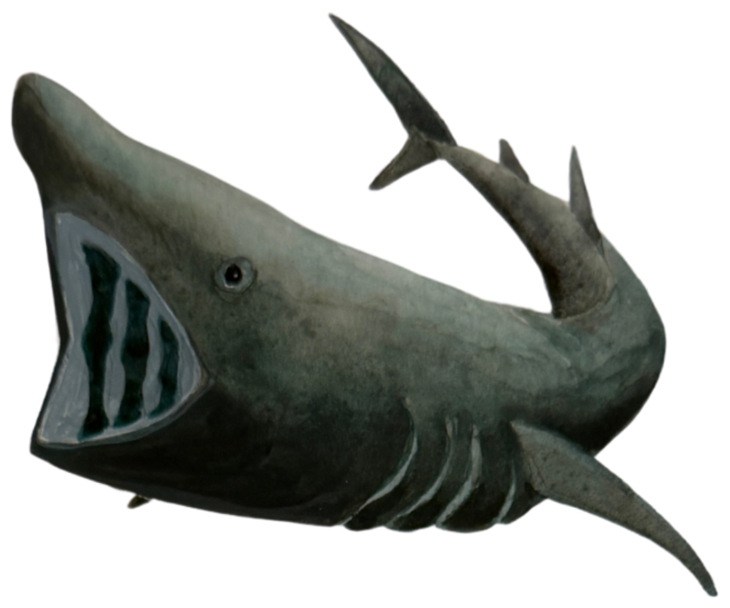 Dolphin-Fleet-Basking-Shark