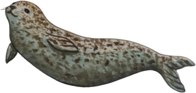 Dolphin-Fleet-Harbor-Seal