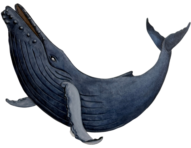 Dolphin-Fleet-Humpback-Whale