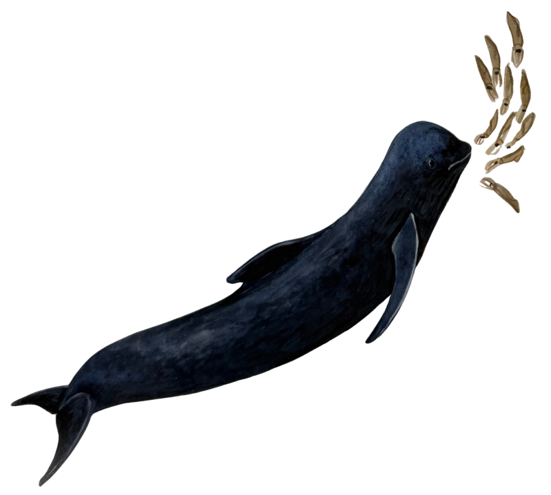 Dolphin-Fleet-Long-Finned-Pilot-Whale