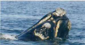 Right-Whales-Field-Guide