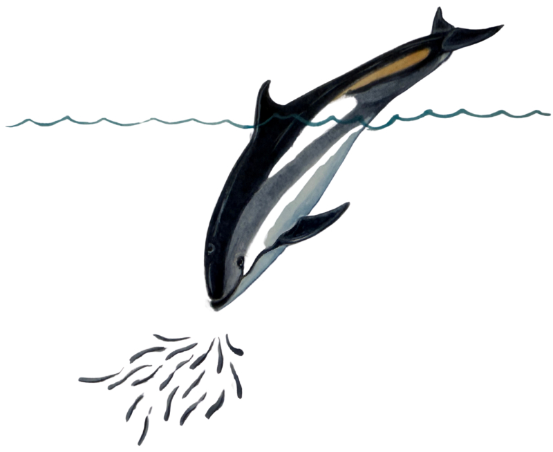 dolphin-fleet-atlantic-white-sided-dolphin-800