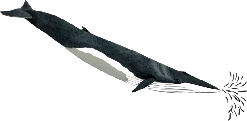 dolphin-fleet-finback-whale-800