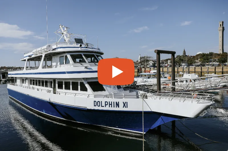 live-webcam-dolphin-fleet-boats-harbor-provincetown live webcam dolphin fleet provincetown harbor